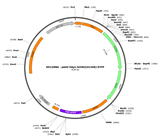 AAV-hSyn-ChR2(H134R)-EYFP
