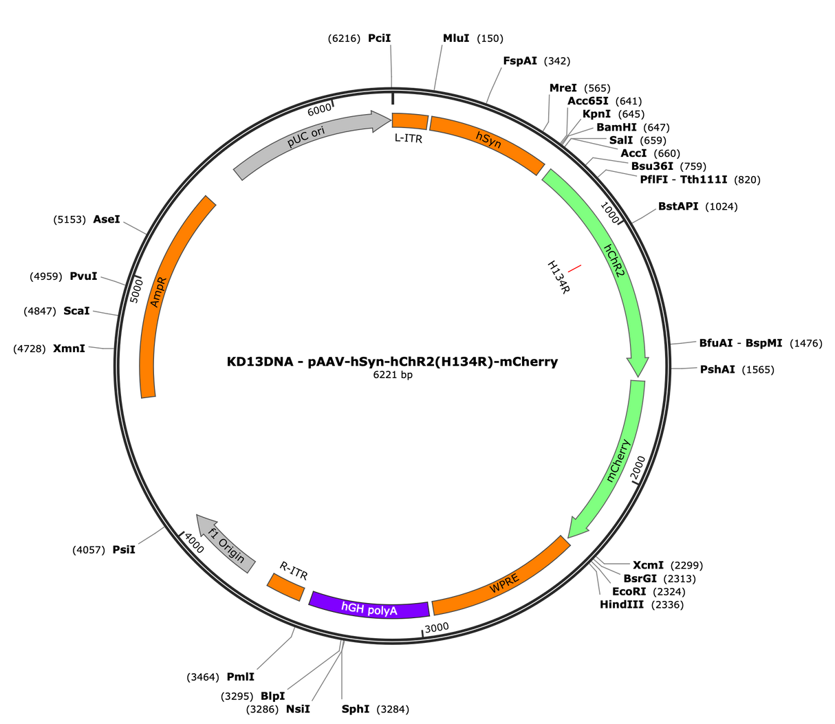 AAV-hSyn-ChR2(H134R)-mCherry