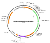 AAV-hSyn-ChR2(H134R)-mCherry