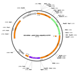 AAV-hSyn-eNpHR3.0-EYFP