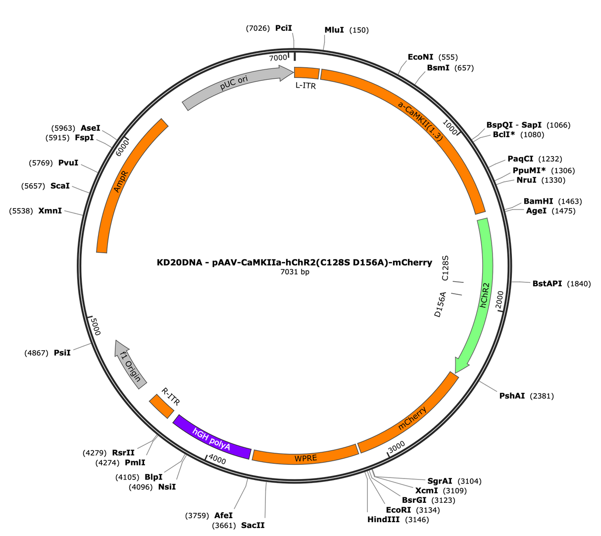 AAV-CaMKIIa-hChR2(C128S/D156A)-mCherry