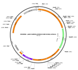 AAV-CaMKIIa-hChR2(C128S/D156A)-mCherry