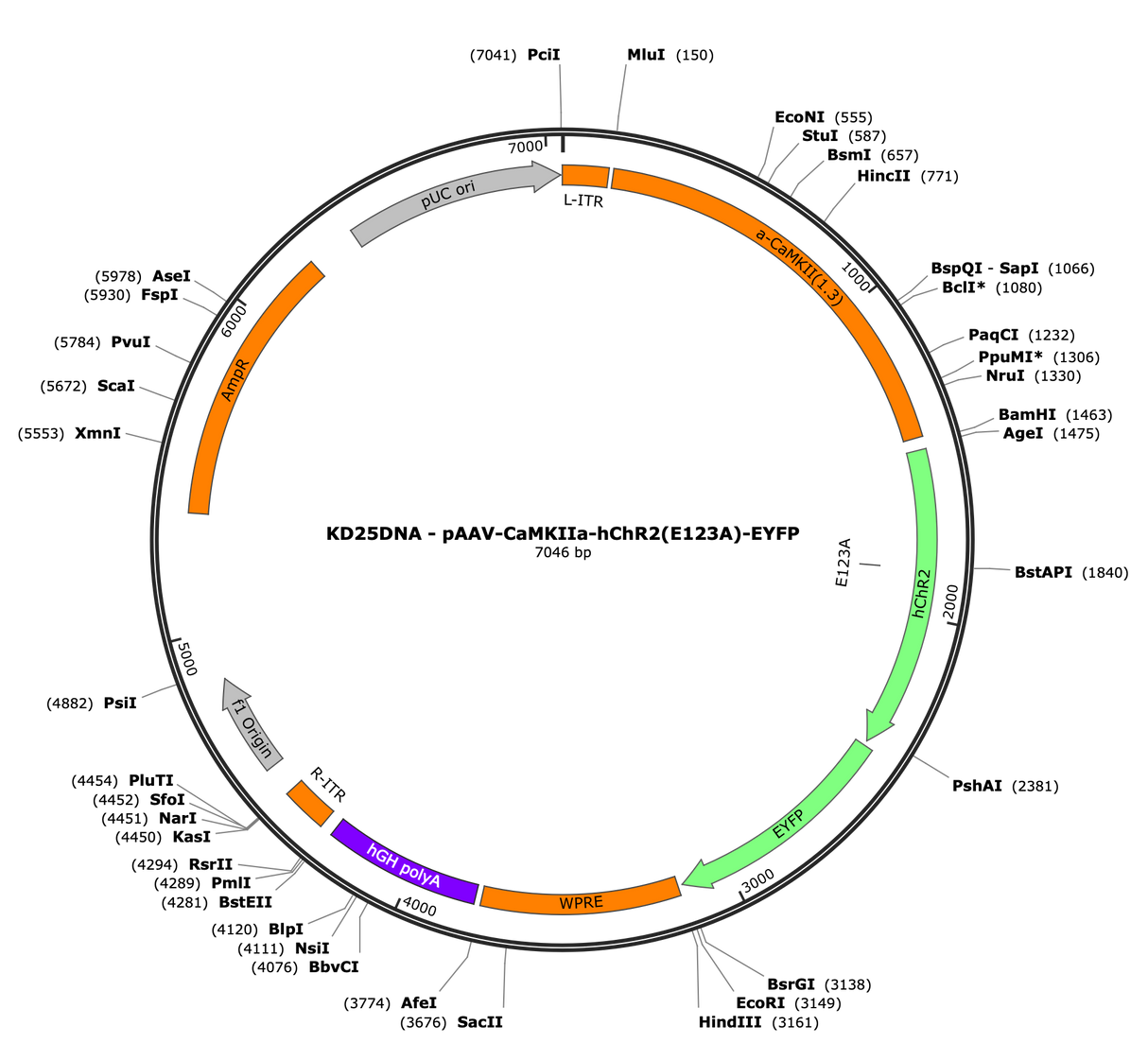 AAV-CaMKIIa-hChR2(E123A)-EYFP