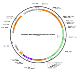AAV-CaMKIIa-hChR2(E123A)-mCherry