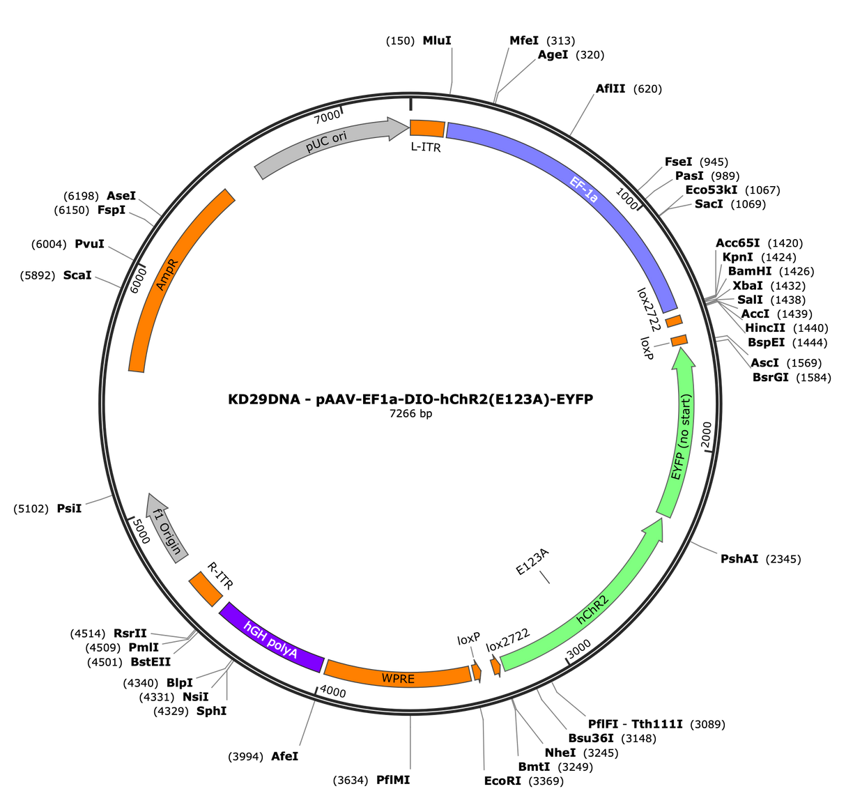 AAV-EF1a-DIO-hChR2(E123A)-EYFP