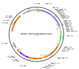 AAV-EF1a-DIO-eNpHR3.0-mCherry