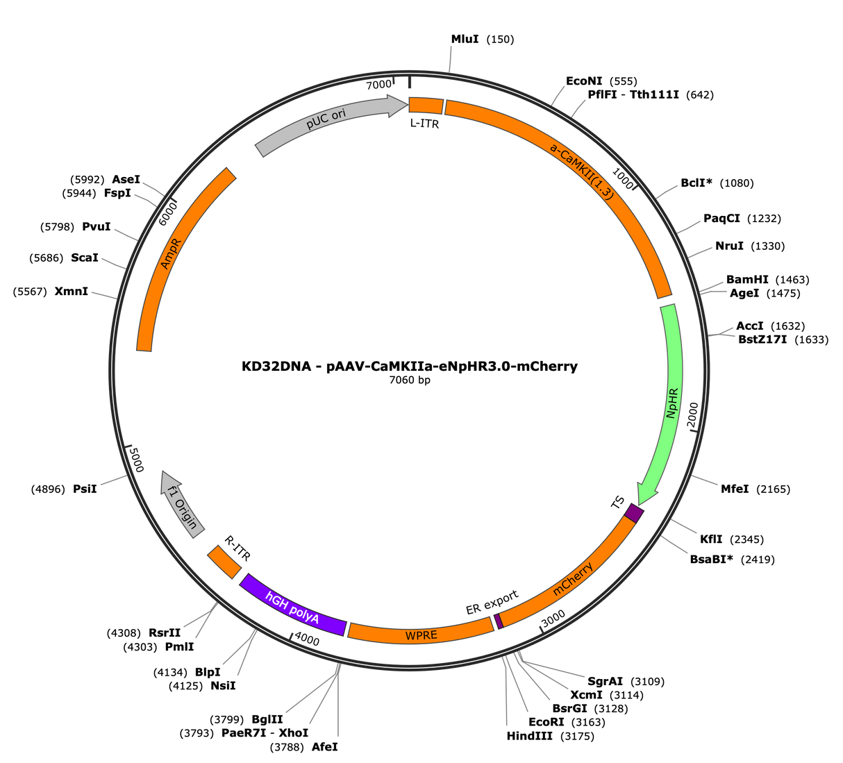 AAV-CaMKIIa-eNpHR3.0-mCherry