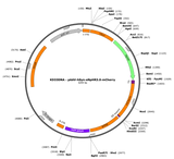 AAV-hSyn-eNpHR3.0-mCherry