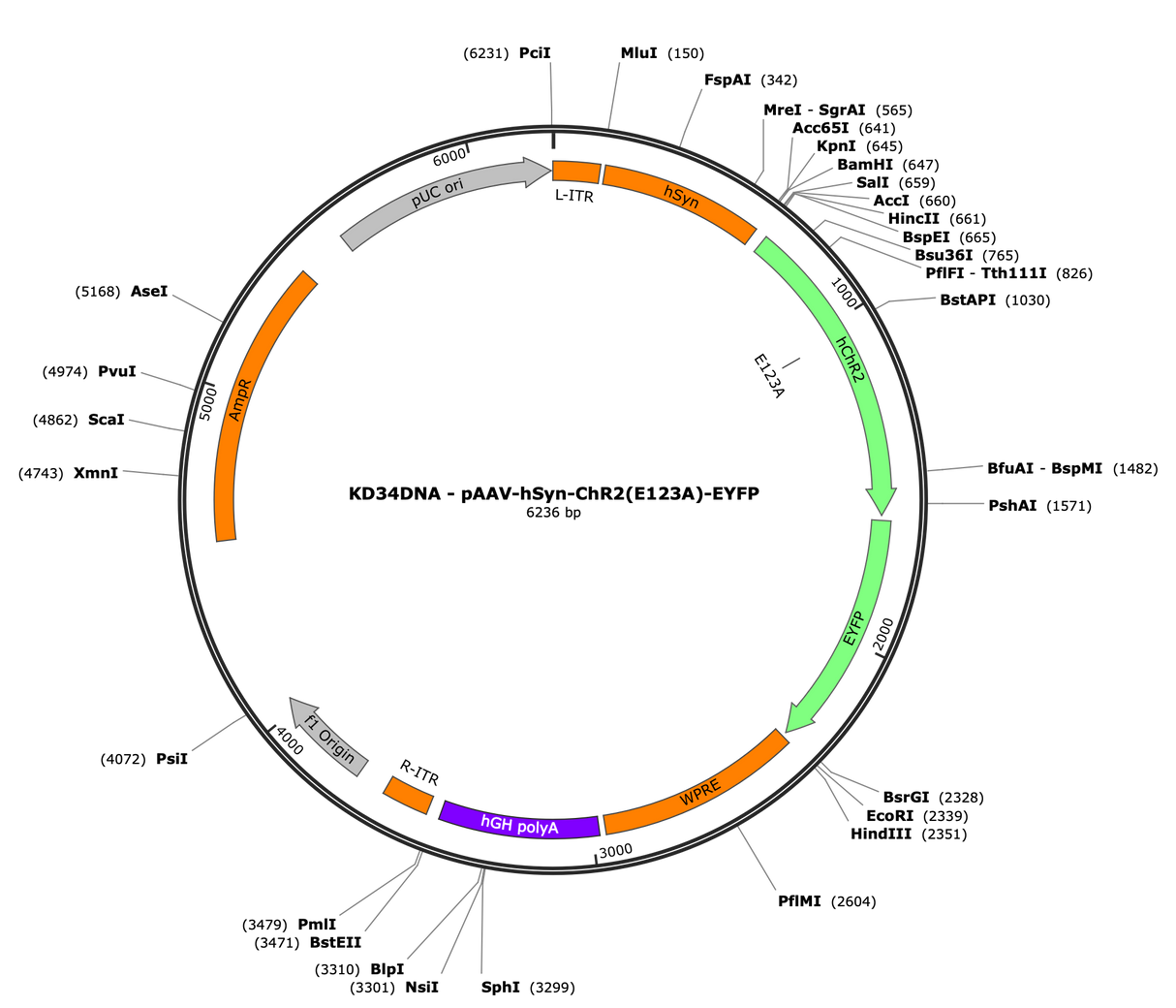 AAV-hSyn-ChR2(E123A)-EYFP