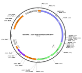 AAV-GFAP-hChR2(H134R)-EYFP