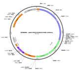 AAV-GFAP-hChR2(H134R)-mCherry