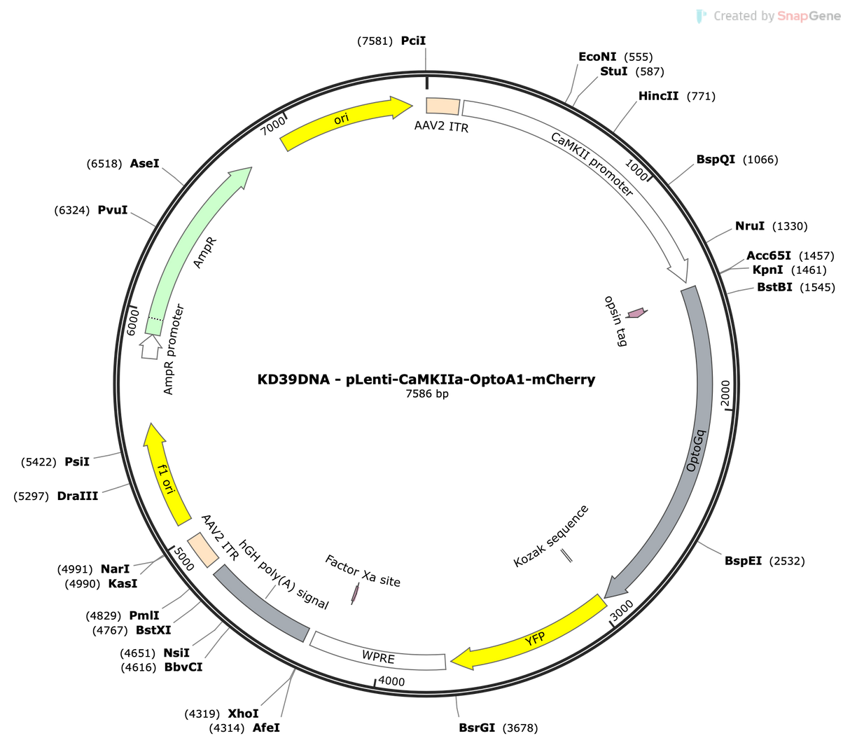 Lenti-CaMKIIa-OptoA1-mCherry