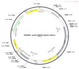 Lenti-CaMKIIa-OptoA1-mCherry