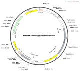 Lenti-CaMKIIa-OptoB2-mCherry