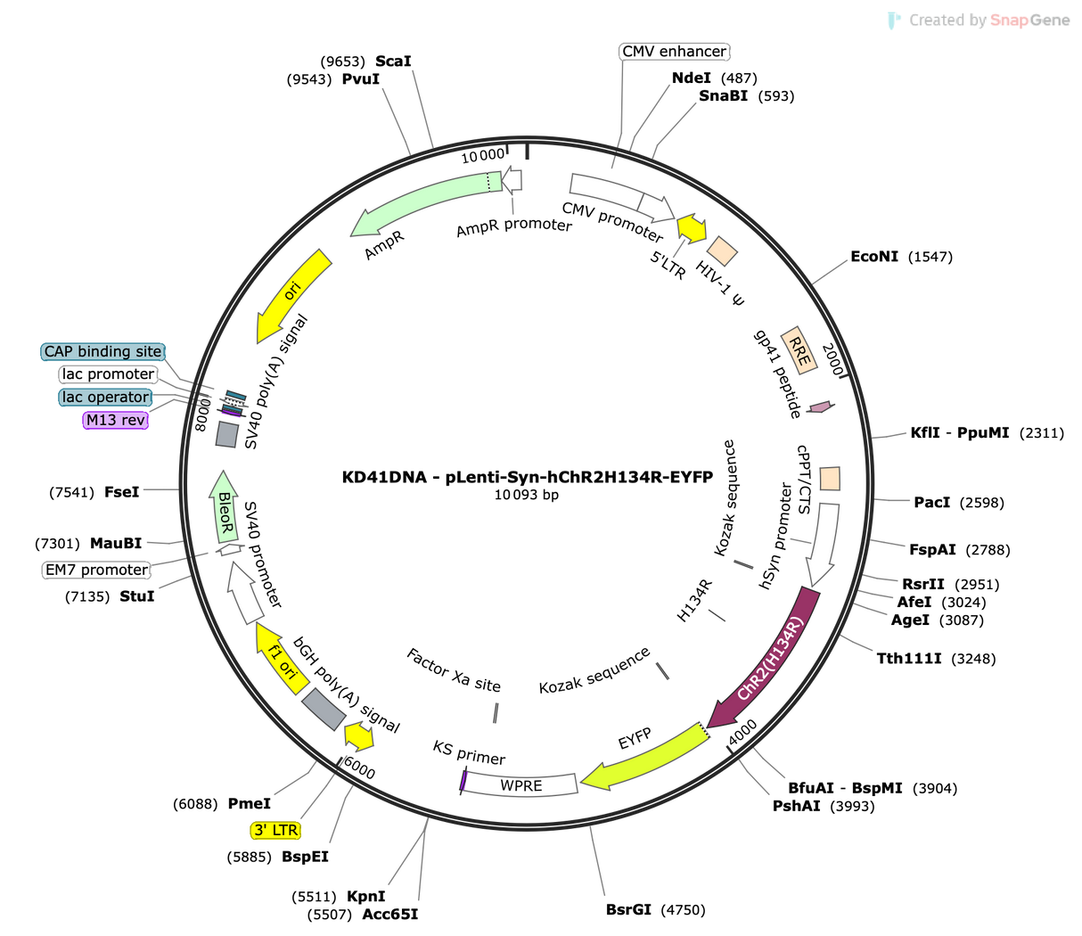 Lenti-Syn-hChR2(H134R)-EYFP