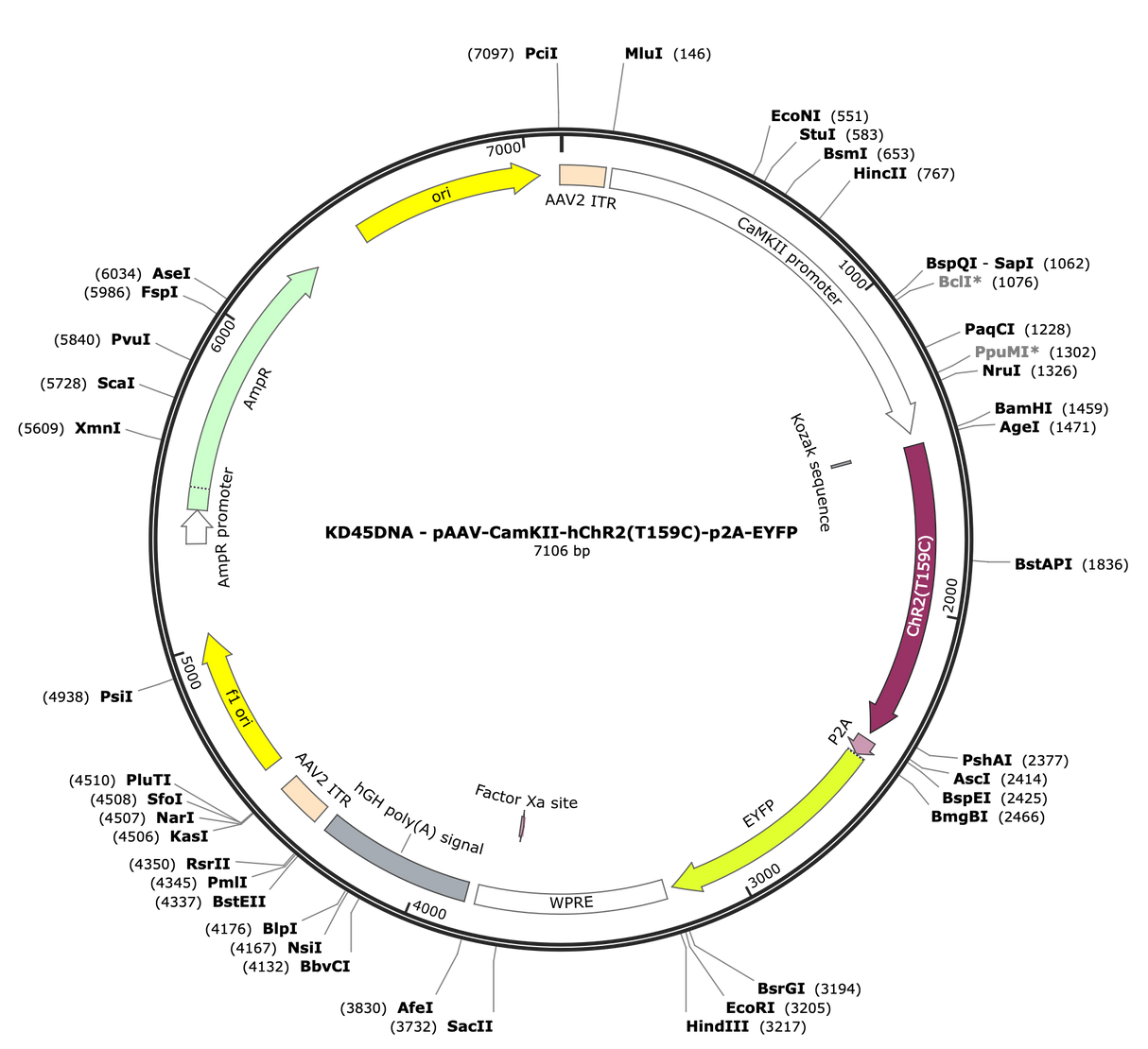 AAV-CamKII-hChR2(T159C)-p2A-EYFP