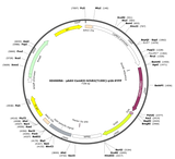 AAV-CamKII-hChR2(T159C)-p2A-EYFP
