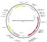 AAV-CamKII-hChR2(T159C)-p2A-mCherry