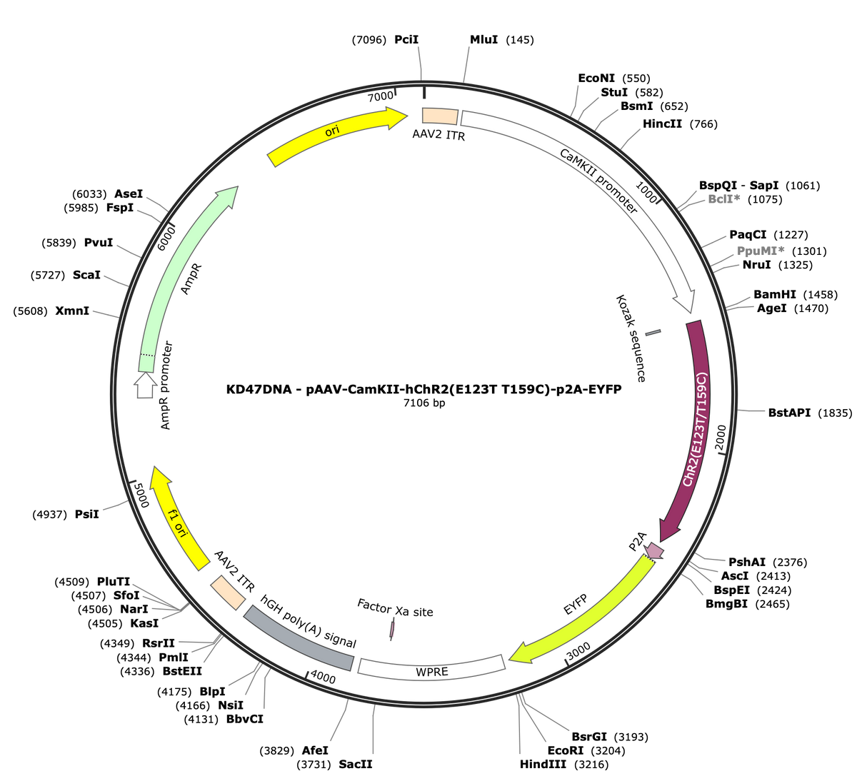 AAV-CamKII-hChR2(E123T/T159C)-p2A-EYFP