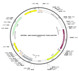 AAV-CamKII-hChR2(E123T/T159C)-p2A-EYFP