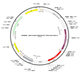 AAV-CamKII-hChR2(E123T/T159C)-p2A-mCherry