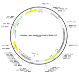 AAV-CamKII-C1V1(E162T)-TS-p2A-EYFP