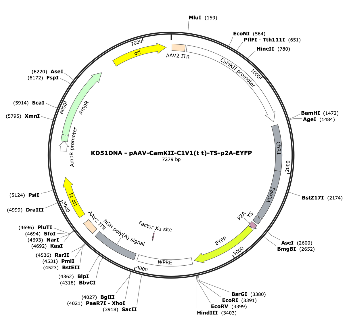 AAV-CamKII-C1V1(t/t)-TS-p2A-EYFP