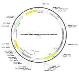 AAV-CamKII-C1V1(t/t)-TS-p2A-EYFP