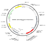 AAV-CamKII-C1V1(t/t)-TS-p2A-mCherry