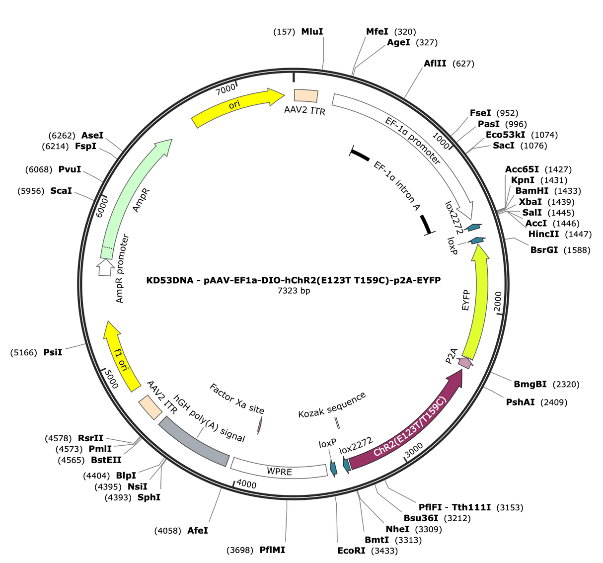 AAV-EF1a-DIO-hChR2(E123T/T159C)-p2A-EYFP