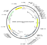 AAV-EF1a-DIO-C1V1(E162T)-TS-p2A-EYFP