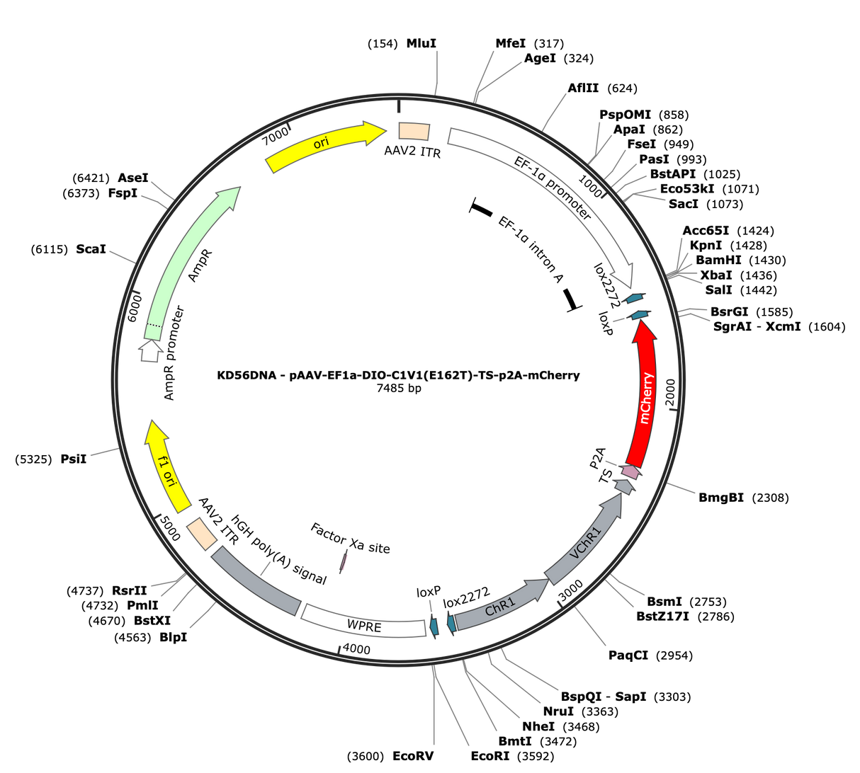 AAV-EF1a-DIO-C1V1(E162T)-TS-p2A-mCherry