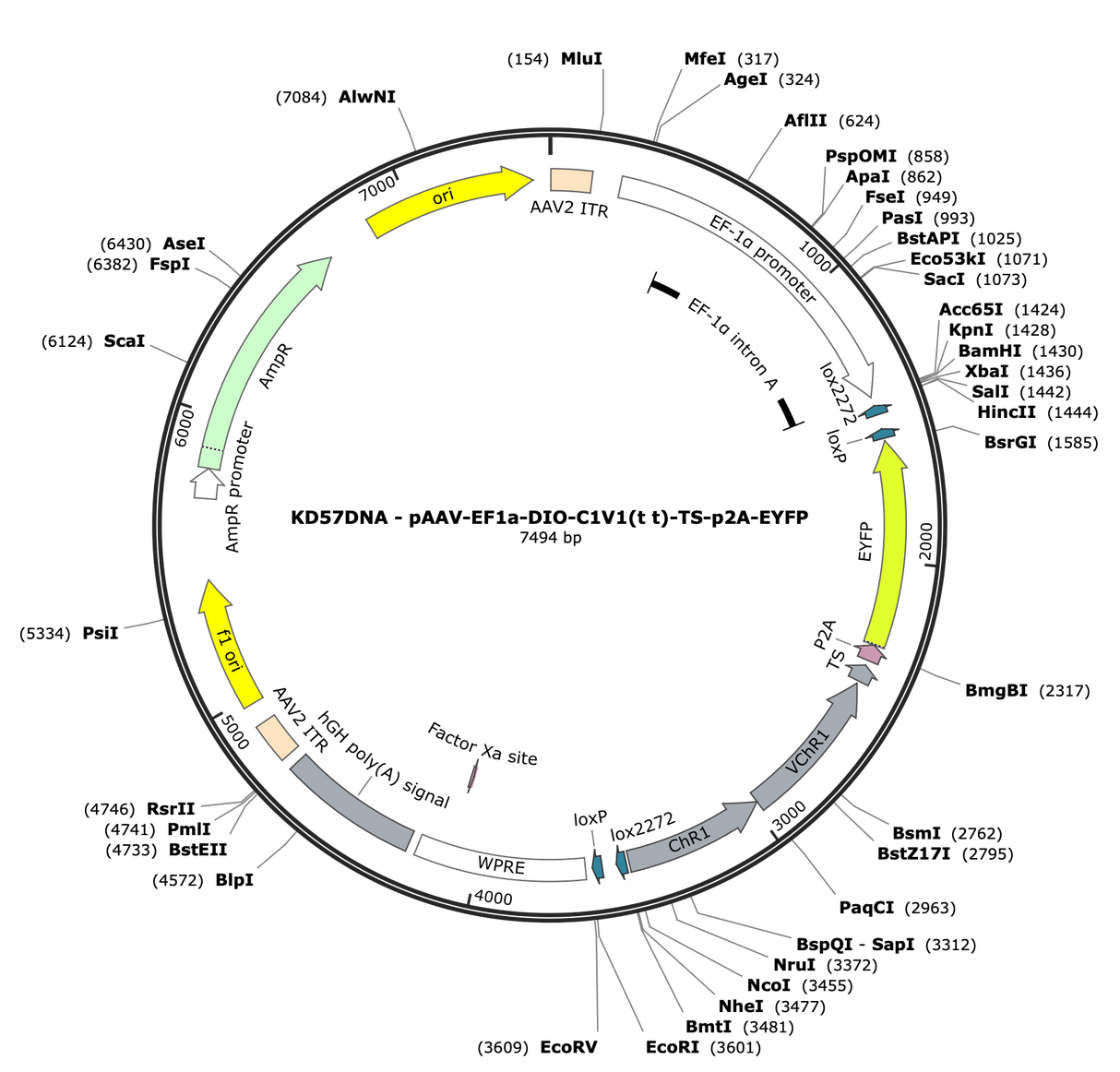 AAV-EF1a-DIO-C1V1(t/t)-TS-p2A-EYFP