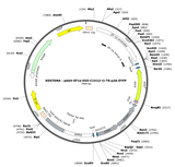 AAV-EF1a-DIO-C1V1(t/t)-TS-p2A-EYFP