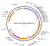 AAV-EF1a-DIO-eNpHR3.0-EYFP