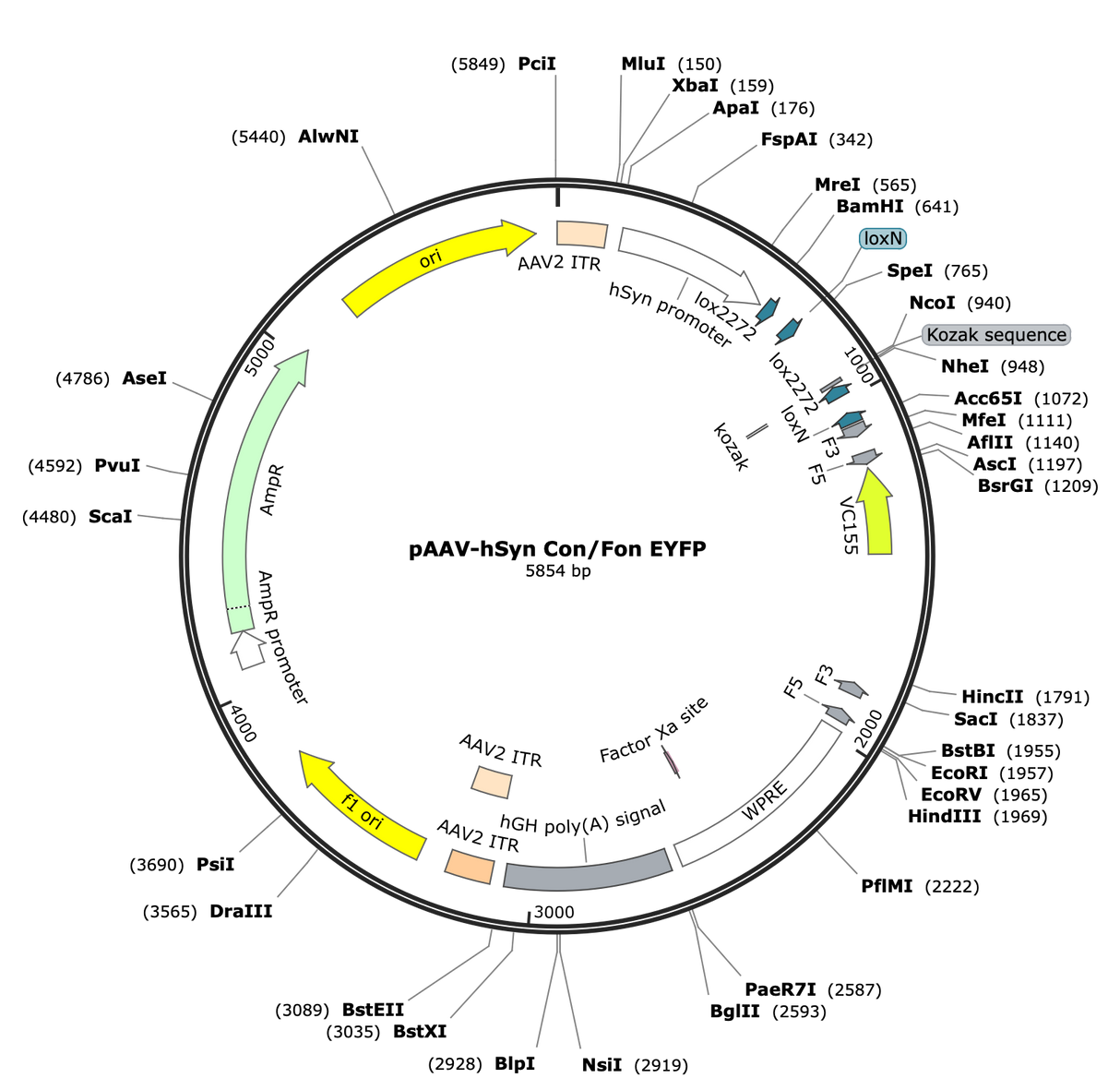 AAV-hSyn-Con/Fon-EYFP