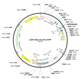 AAV-hSyn-Con/Fon-EYFP