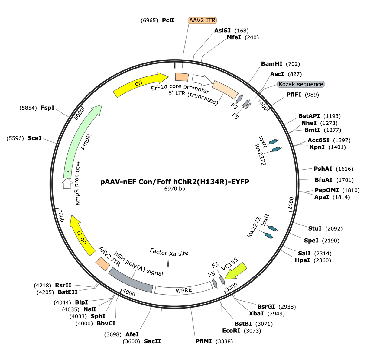 AAV-nEF-Con/Foff-hChR2(H134R)-EYFP