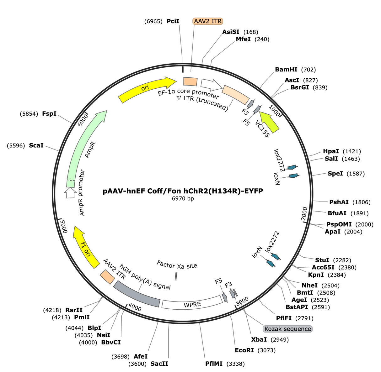 AAV-nEF-Coff/Fon-hChR2(H134R)-EYFP