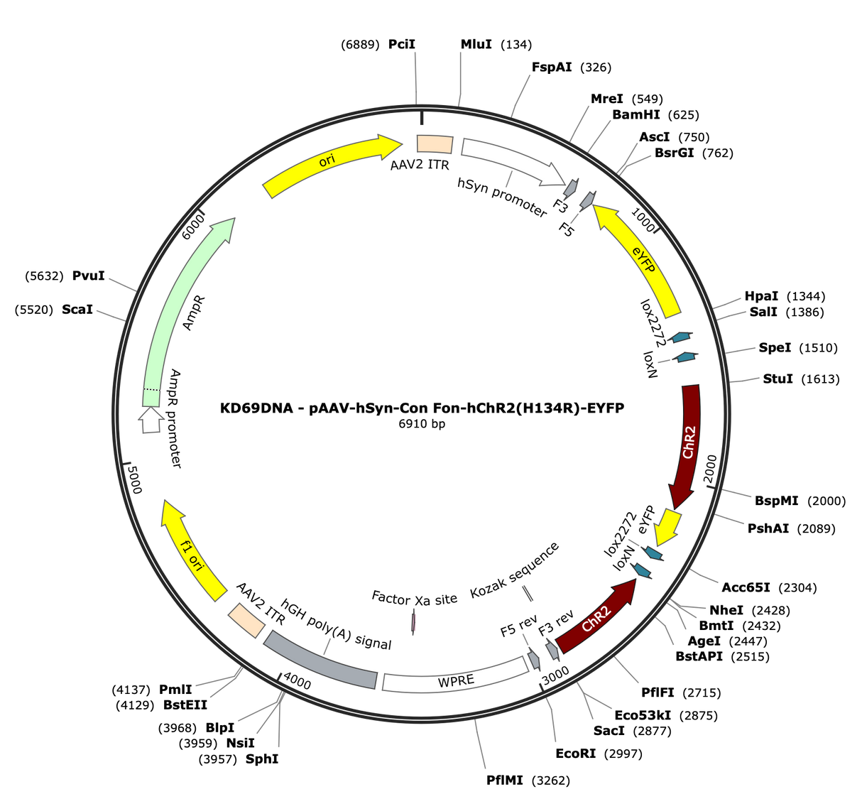 AAV-hSyn-Con/Fon-ChR2(H134R)-EYFP