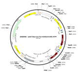 AAV-hSyn-Con/Fon-ChR2(H134R)-EYFP