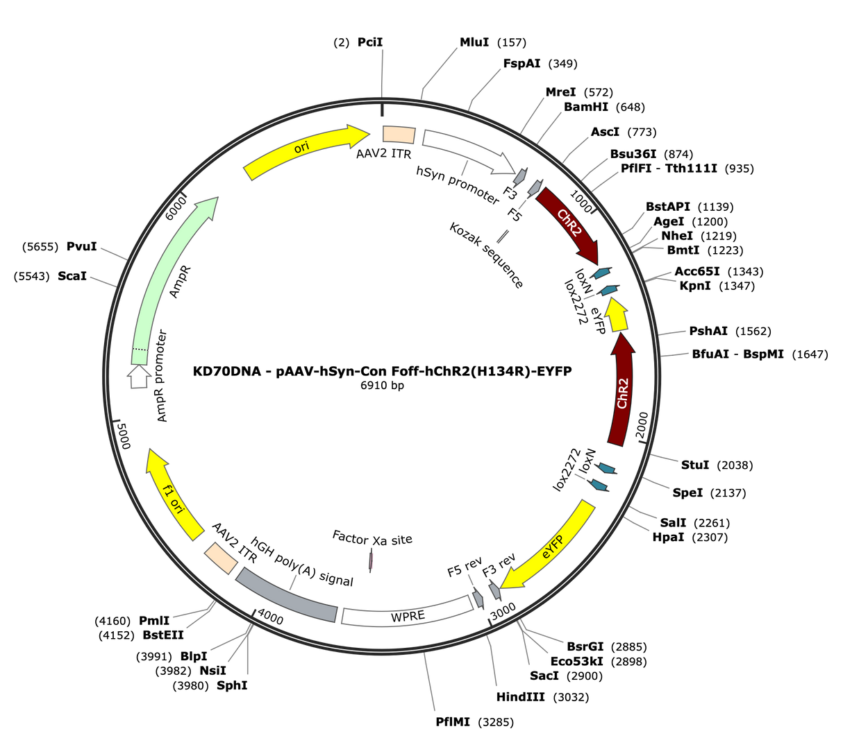 AAV-hSyn-Con/Foff-ChR2(H134R)-EYFP