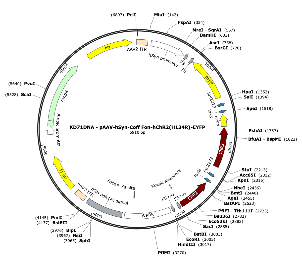 AAV-hSyn-Coff/Fon-ChR2(H134R)-EYFP