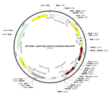 AAV-hSyn-Coff/Fon-ChR2(H134R)-EYFP