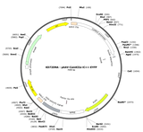 AAV-CamKIIa-iC++-EYFP