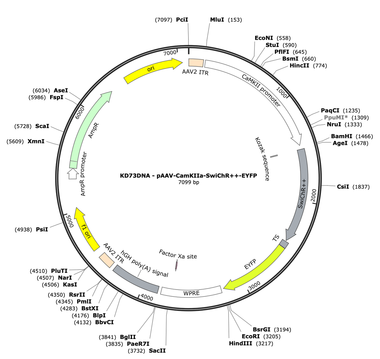 AAV-CamKIIa-SwiChR++-EYFP