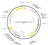 AAV-CamKIIa-SwiChR++-EYFP
