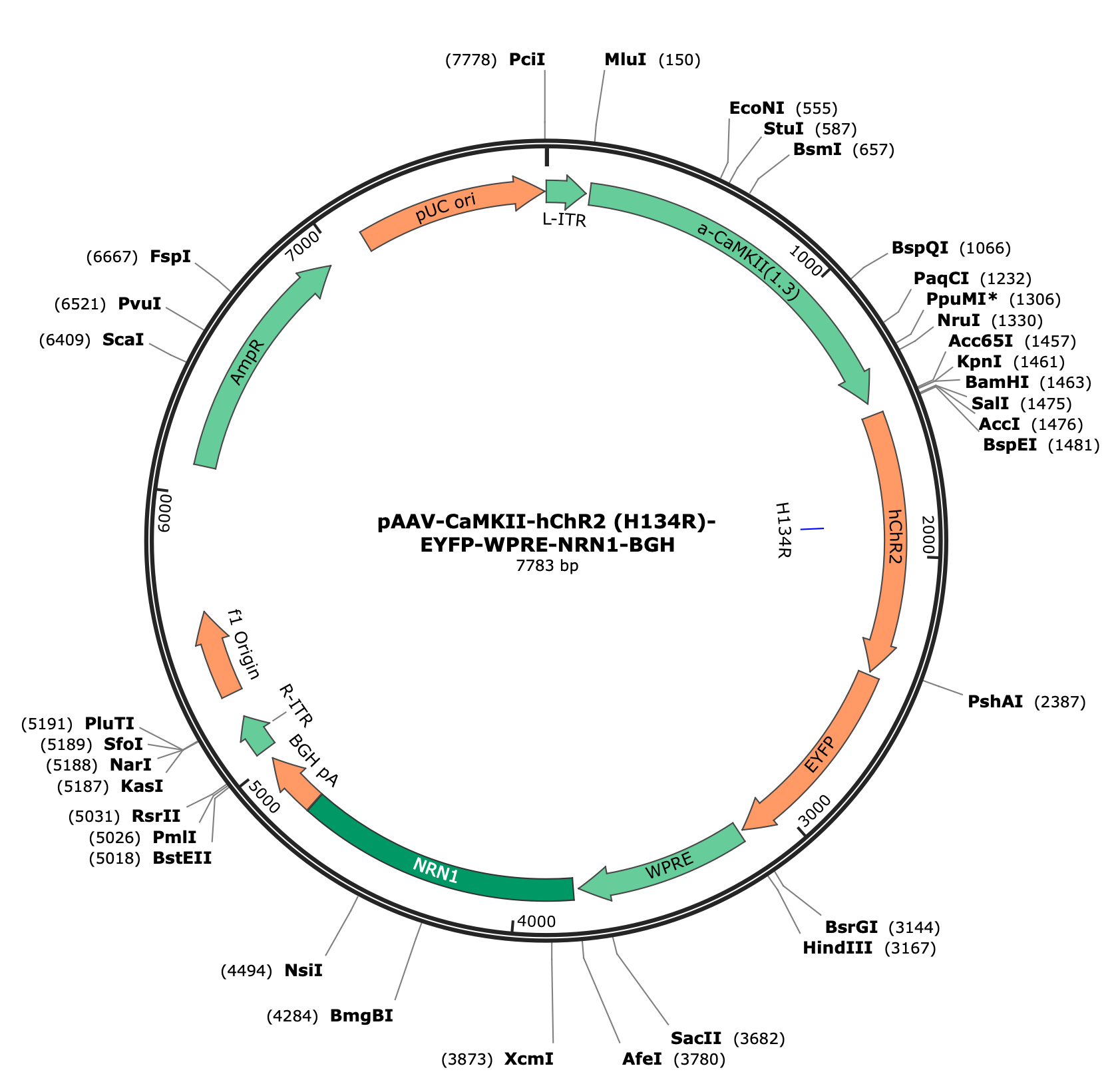 AAV-CaMKIIa-hChR2(H134R)-eYFP-NRN