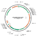 AAV-CaMKIIa-hChR2(H134R)-eYFP-NRN